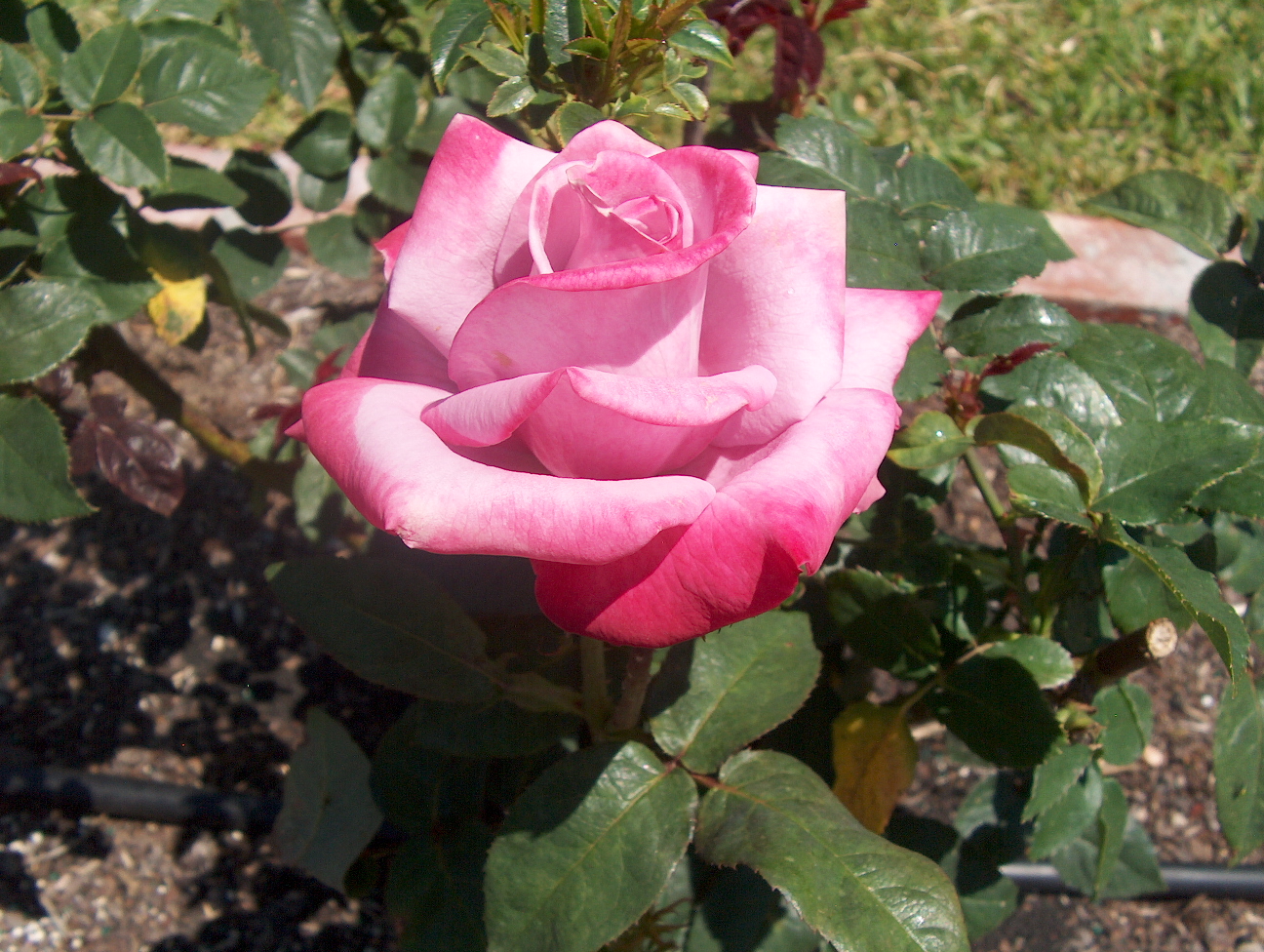 Rosa 'Paradise'  / Paradise Rose