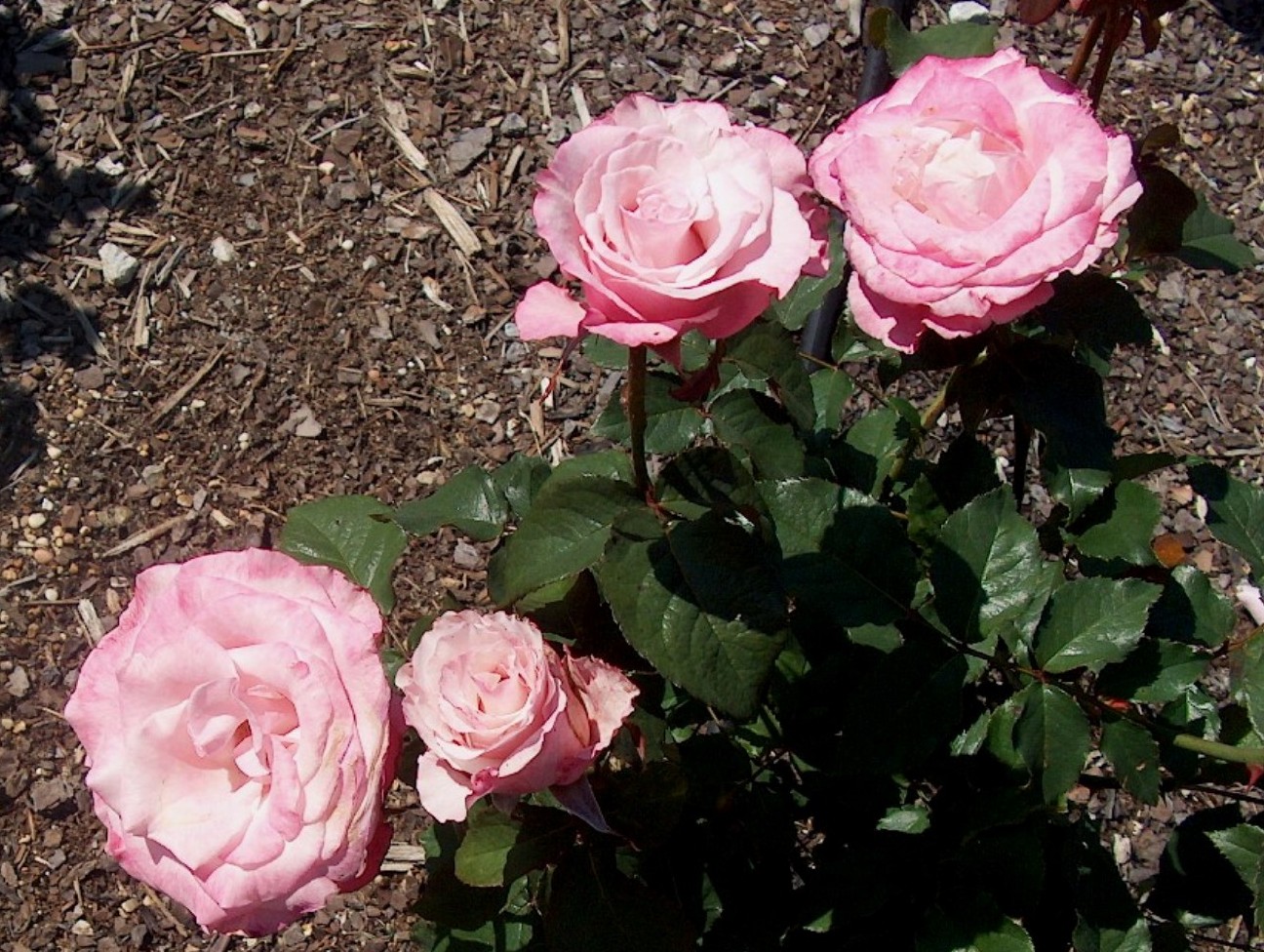 Rosa 'Park Place'  / Rosa 'Park Place' 