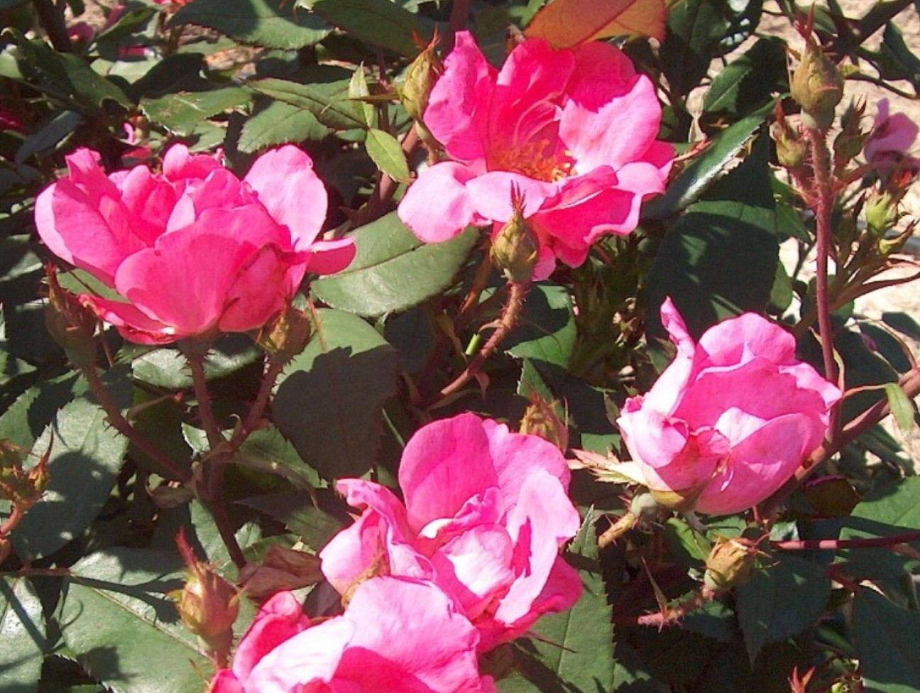 Rosa 'Pink Knockout'  / Rosa 'Pink Knockout' 