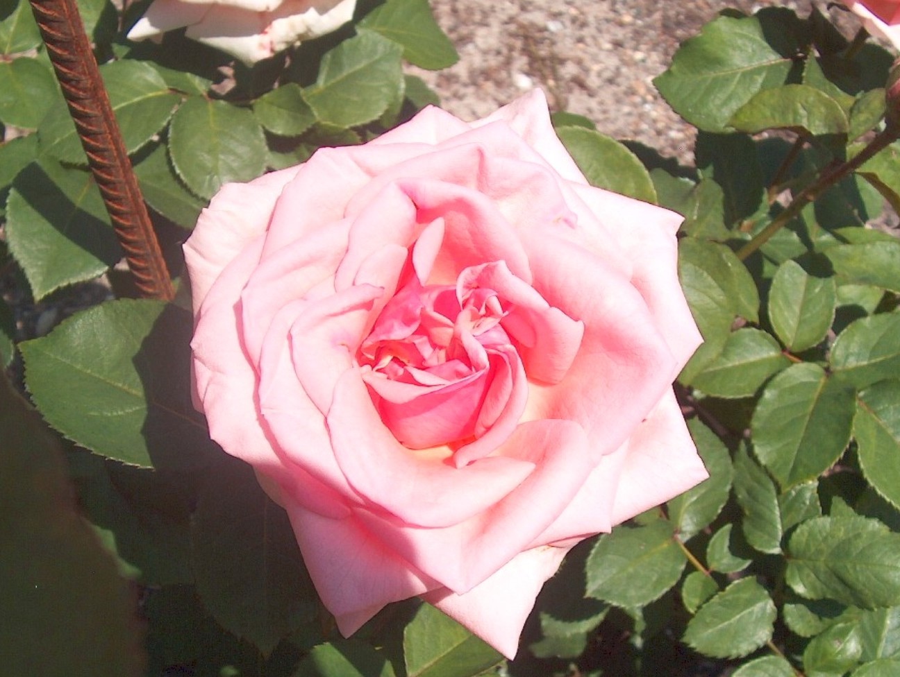 Rosa 'Pink Osiana' / Pink Osiana Rose