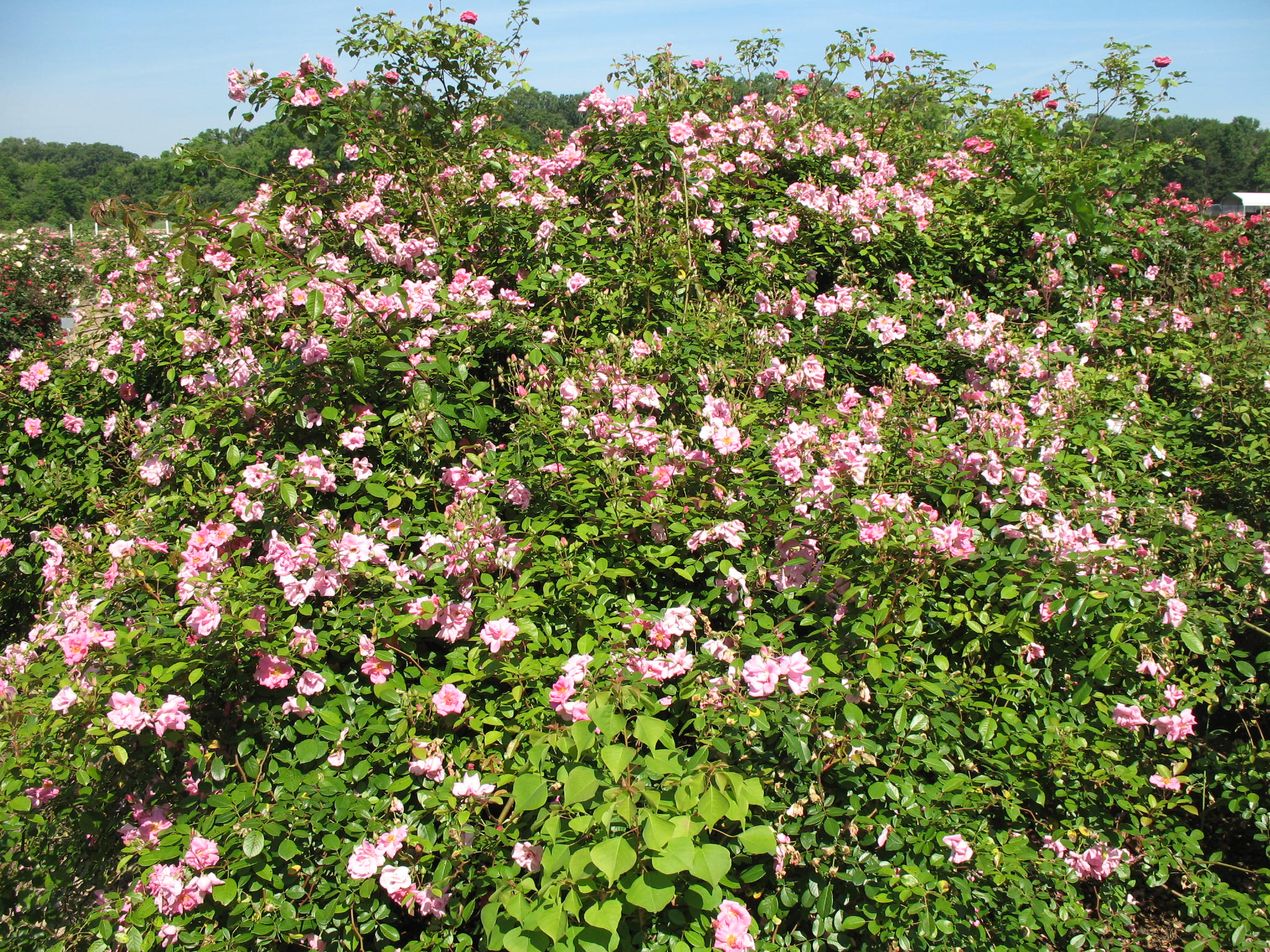 Rosa 'Pinkie'  / Rosa 'Pinkie' 
