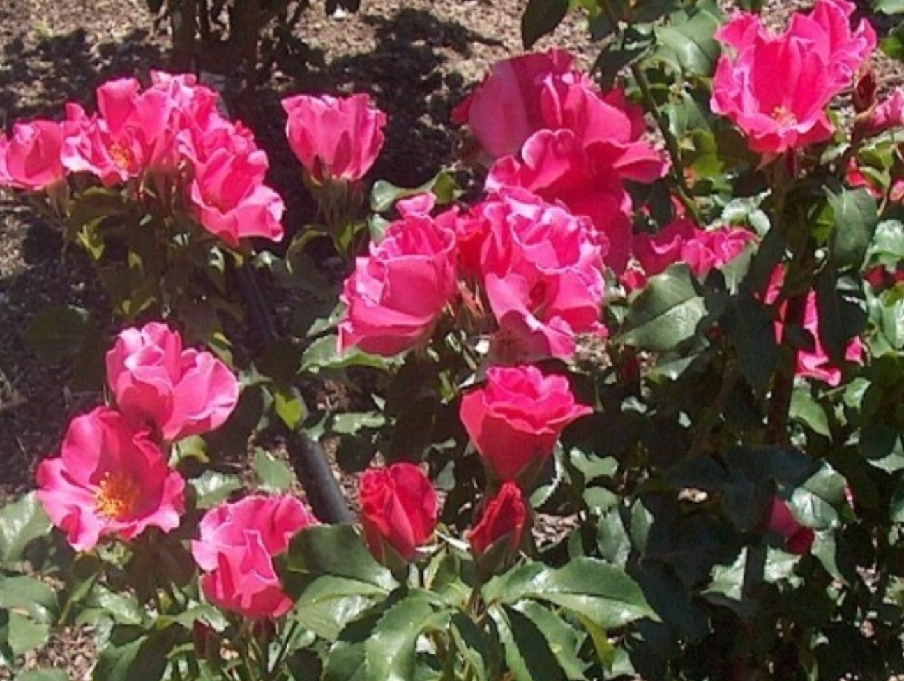 Rosa 'Play Girl'  / Play Girl Rose