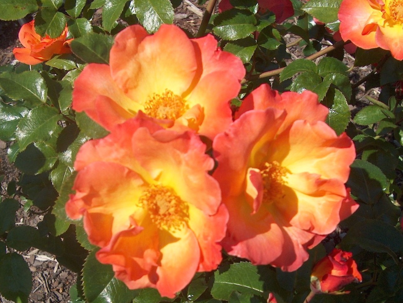 Rosa 'Playboy'  / Rosa 'Playboy' 