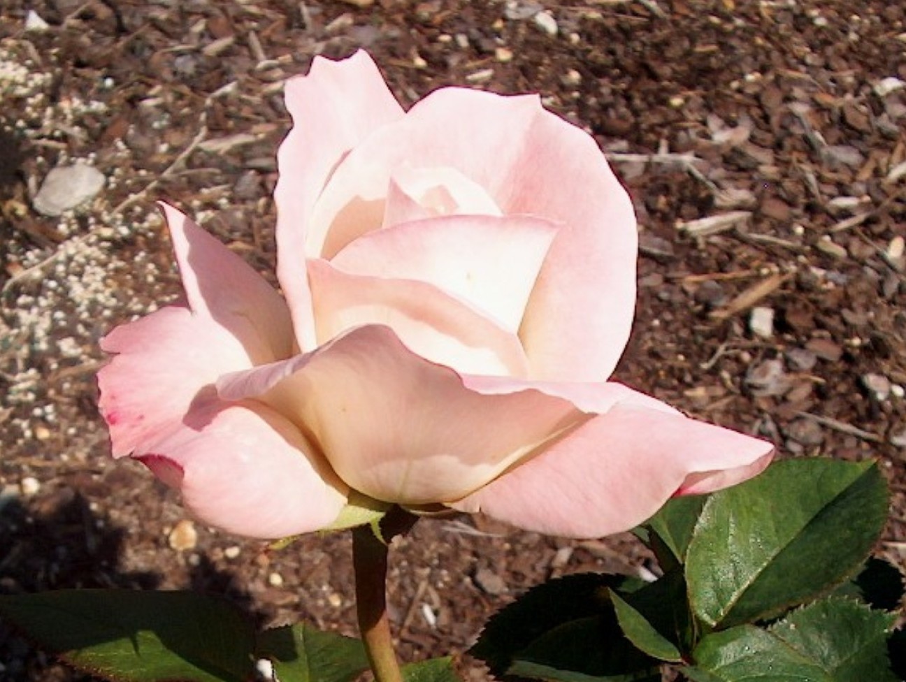 Rosa 'Pristine'  / Pristine Rose