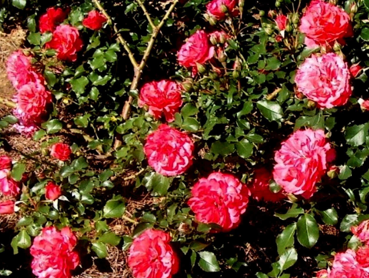 Rosa 'Rosarium Uetersen'  / Uetersen Rose