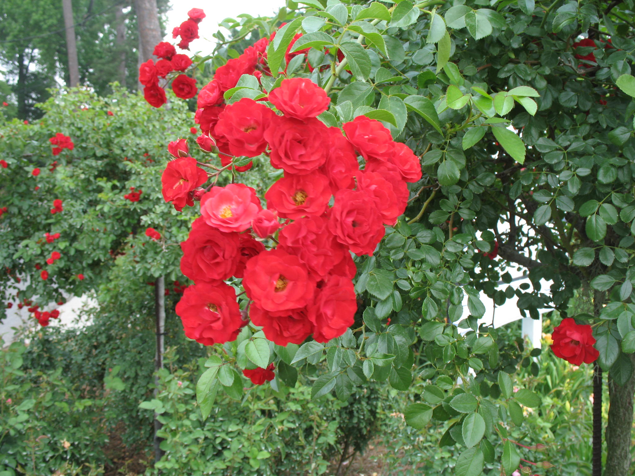 Rosa 'Scarlet Meidland'  / Scarlet Meidland Rose