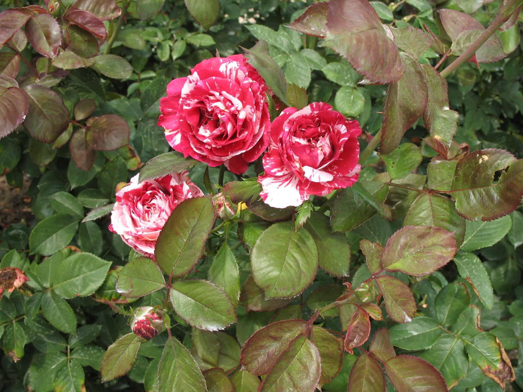 Rosa 'Scentimental'  / Scentimental Rose