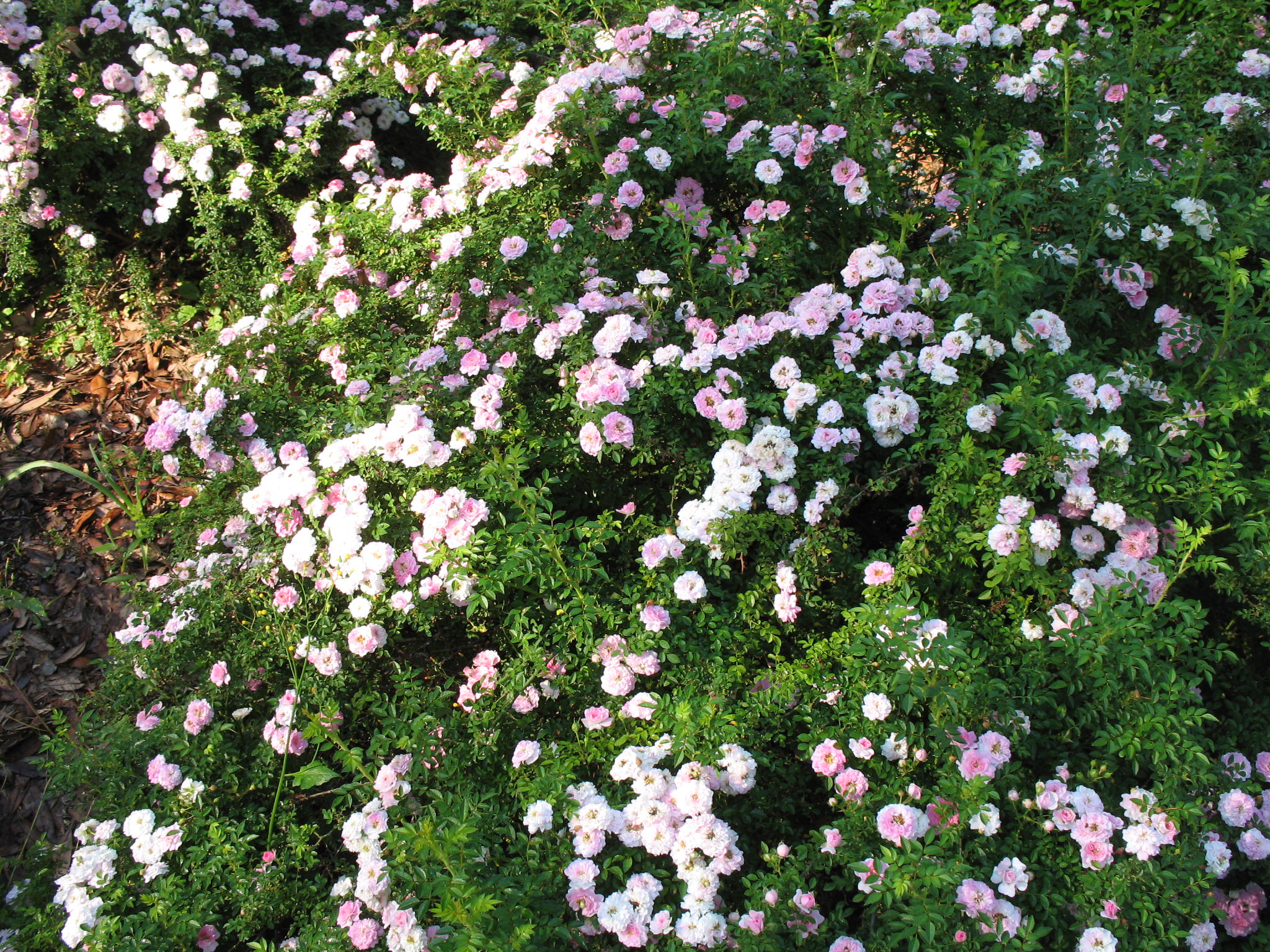 Rosa 'Scotch Pink'  / Rosa 'Scotch Pink' 