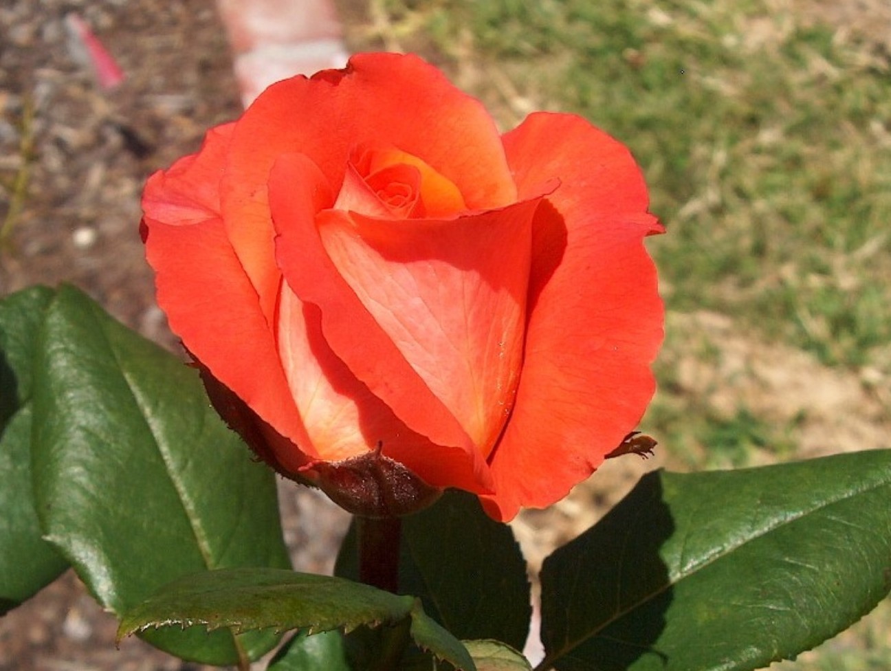 Rosa 'Shreveport'  / Shreveport Rose