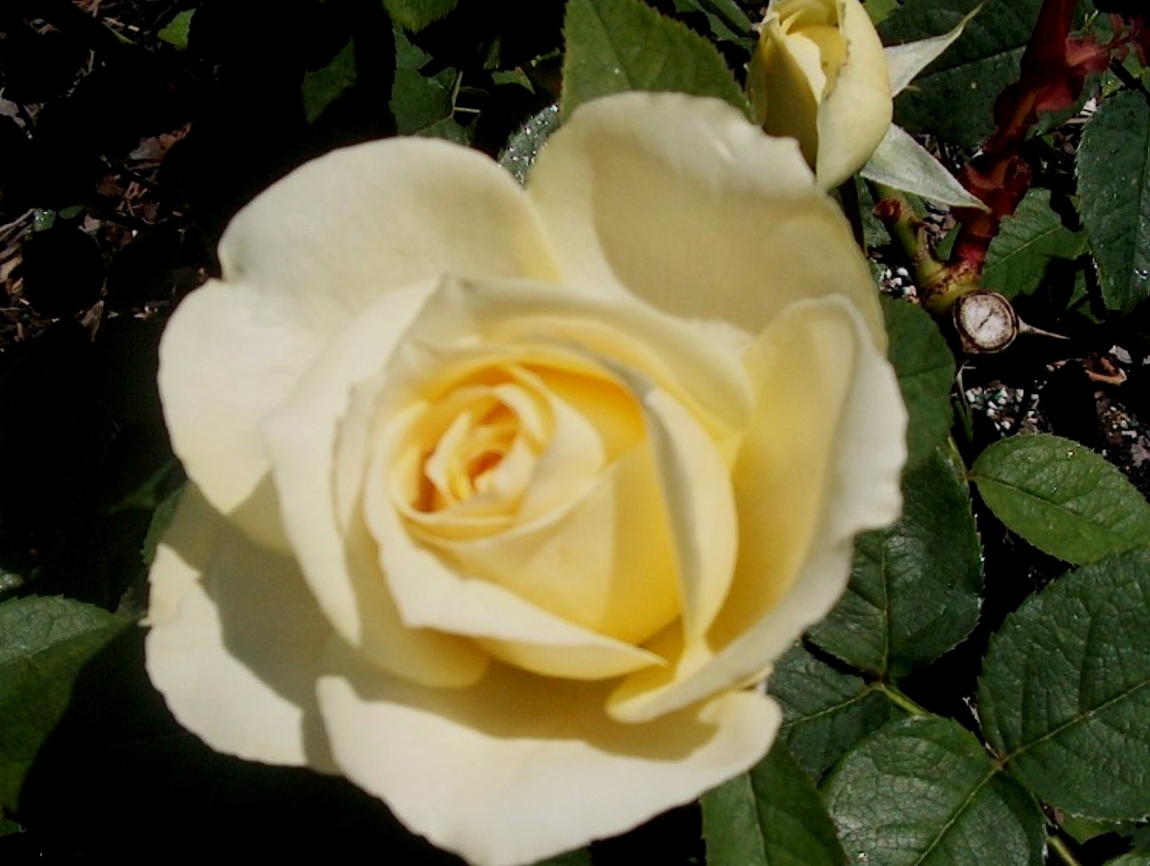 Rosa 'Solstice'  / Solstice Rose