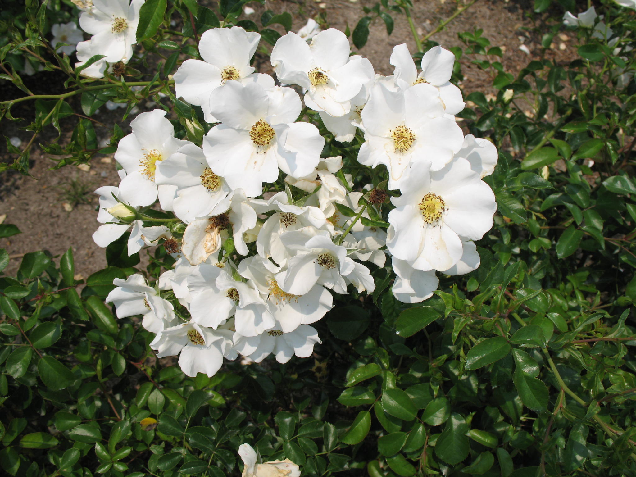 Rosa 'Starry Night'  / Rosa 'Starry Night' 