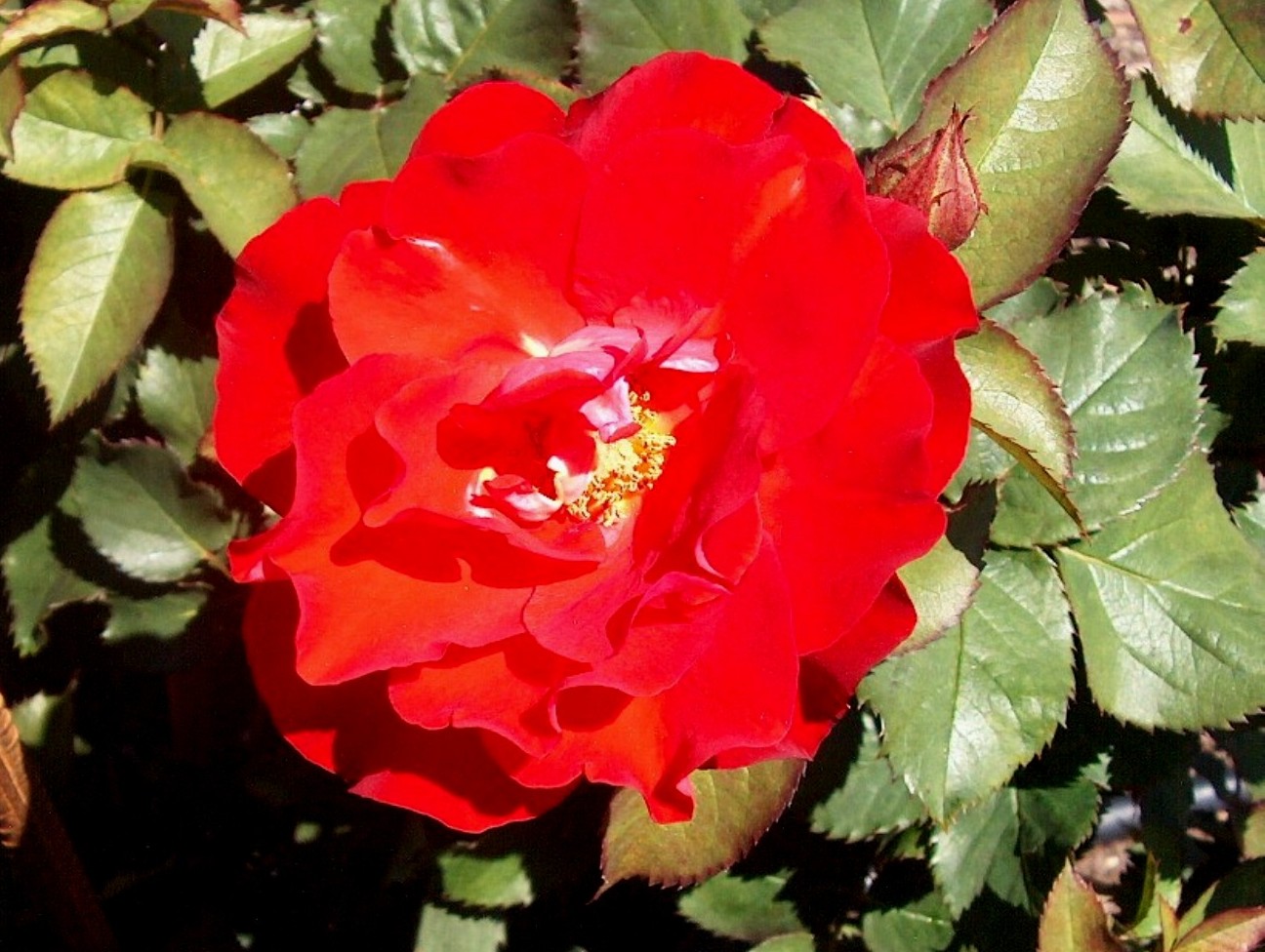 Rosa 'Statenhelder' / Statenhelder Rose