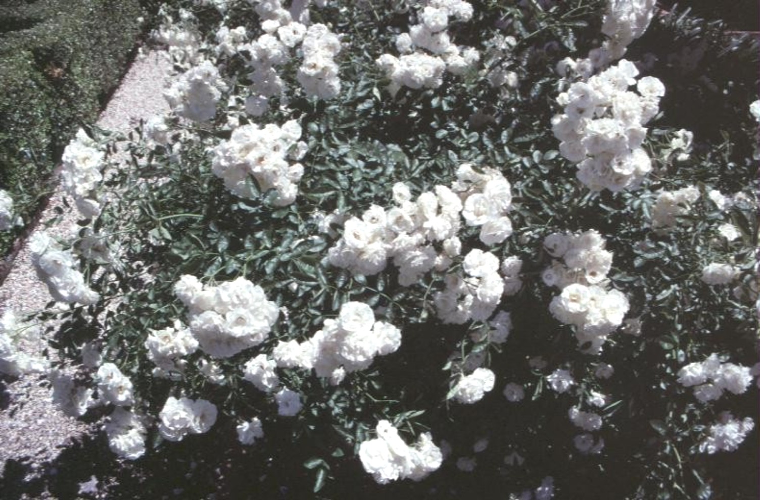 Rosa 'Summer Snow'  / Rosa 'Summer Snow' 