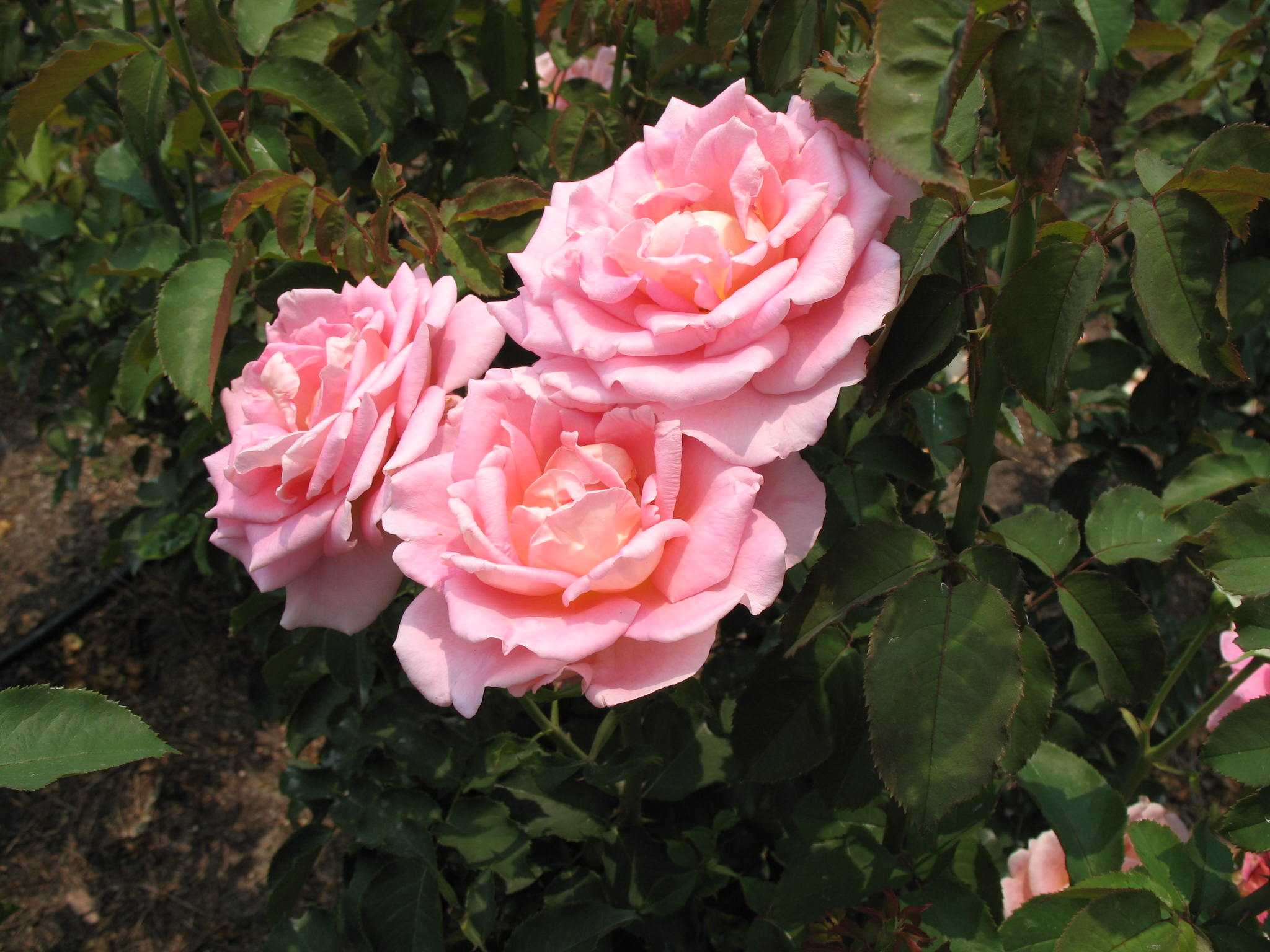 Rosa 'Tiffany Pink'  / Tiffany Pink Rose