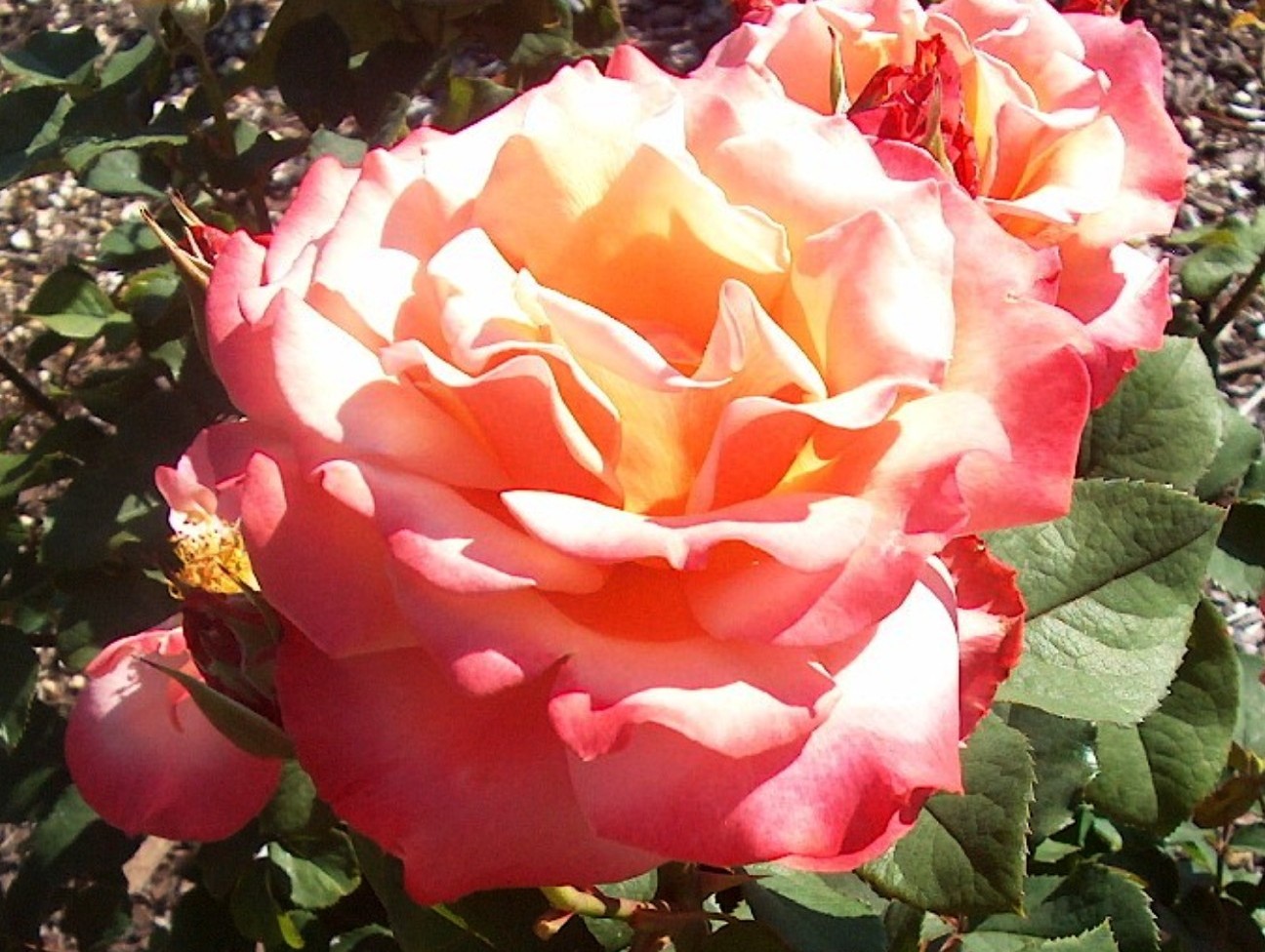 Rosa 'Tuscan Sun' / Tuscan Sun Rose