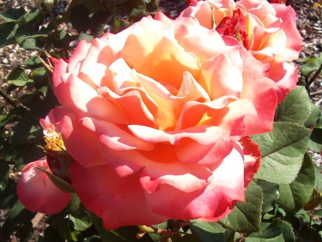 Rosa 'Tuscan Sun' / Rosa 'Tuscan Sun'