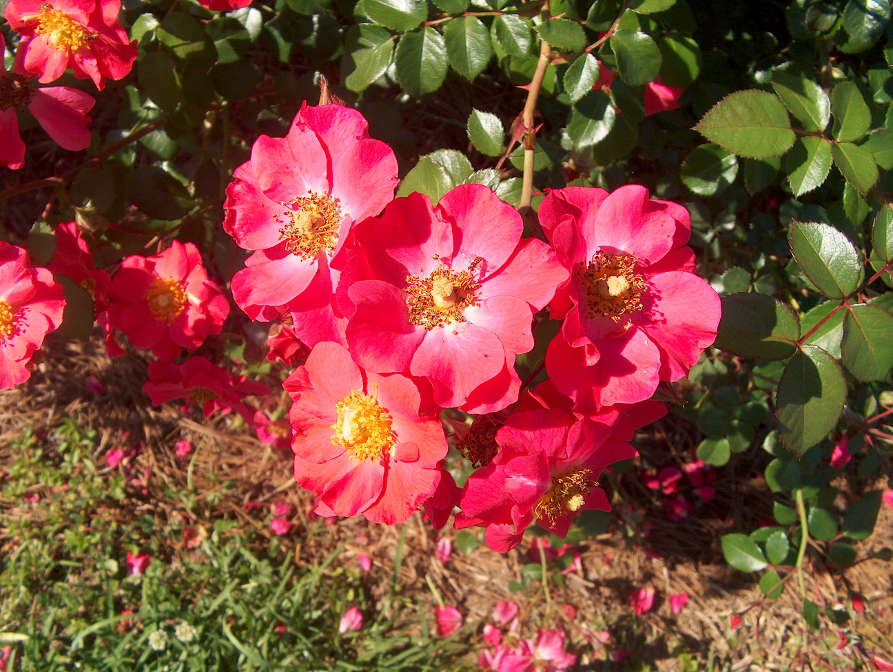 Rosa 'Wild Thing'   / Rosa 'Wild Thing'  