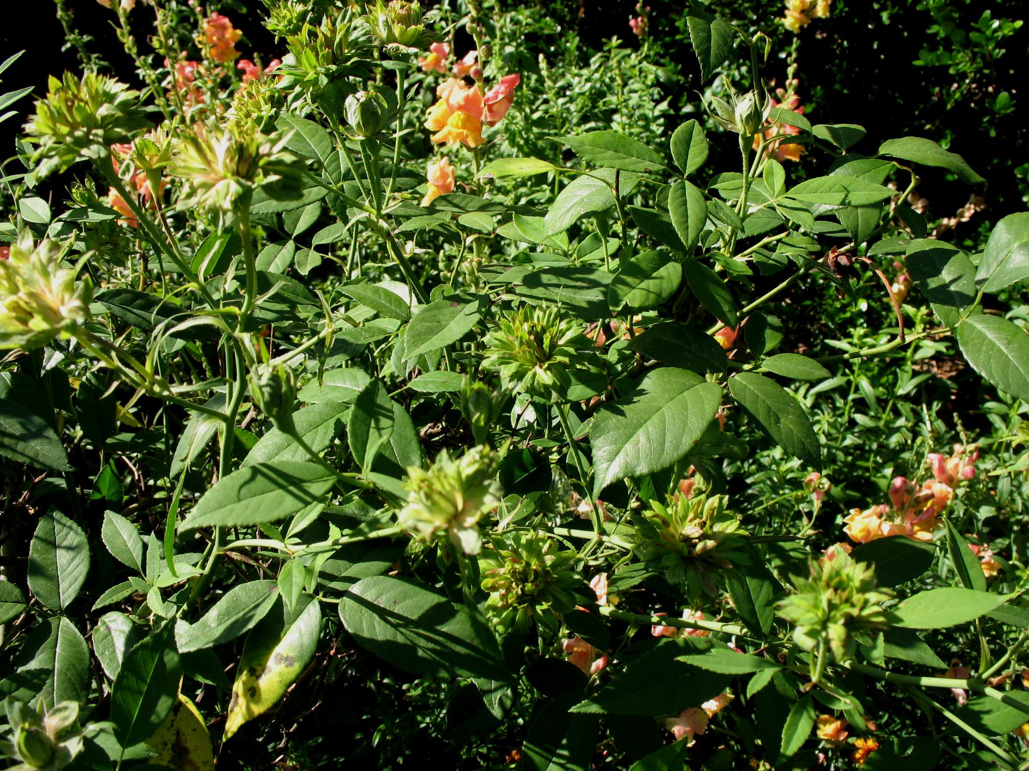 Rosa chinensis viridiflora  / Green Rose