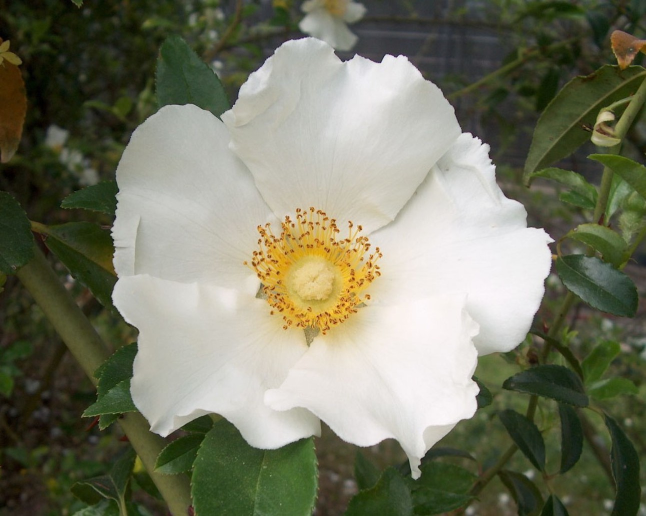 Rosa laevigata  / Cherokee Rose