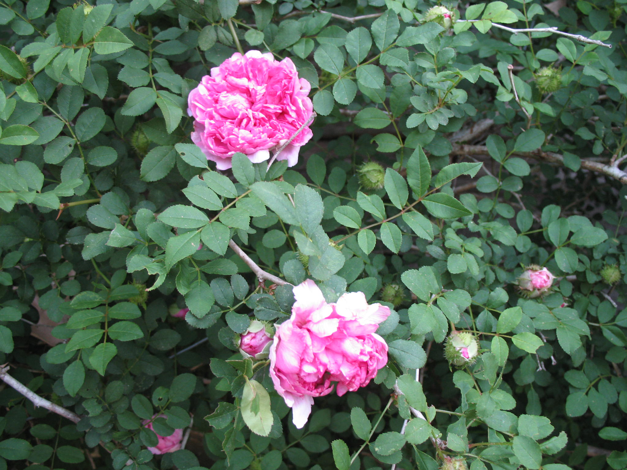 Rosa Roxburghii  / Moss Rose