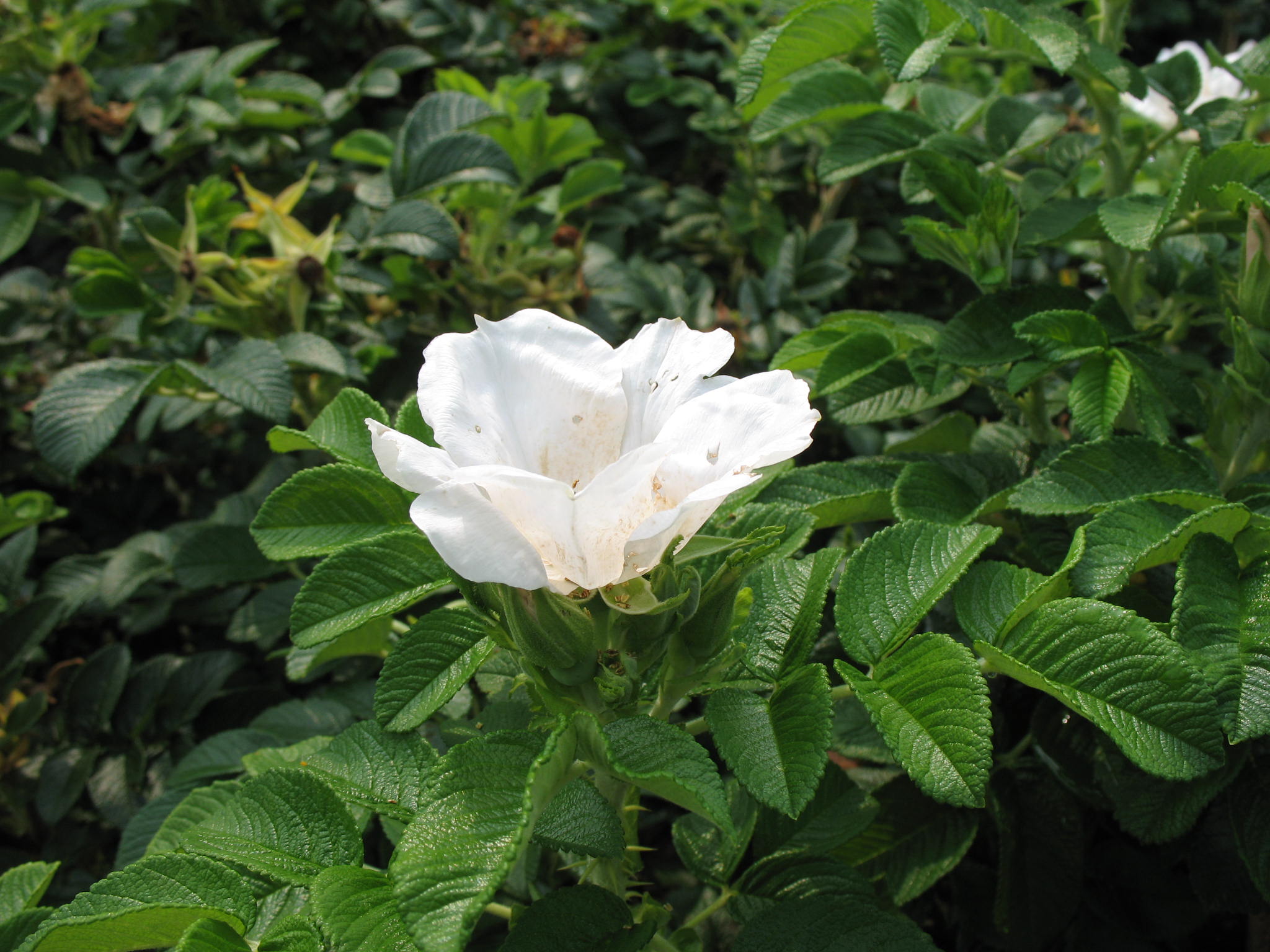 Rosa rugosa 'Blanc Double de Coubert'   / Blanc Double de Coubert Rose
