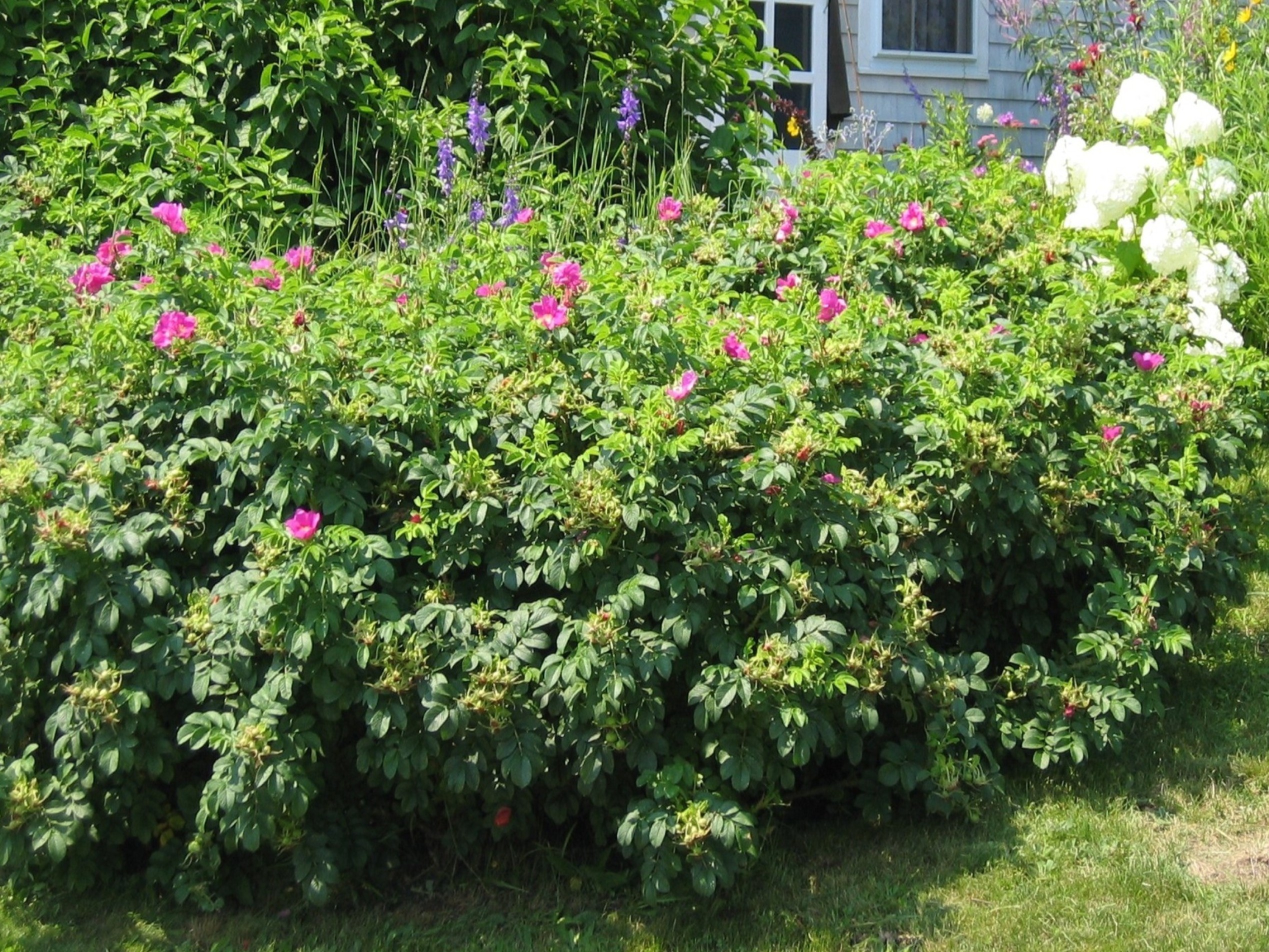 Rosa rugosa 'Nearly Wild' / Rosa rugosa 'Nearly Wild'