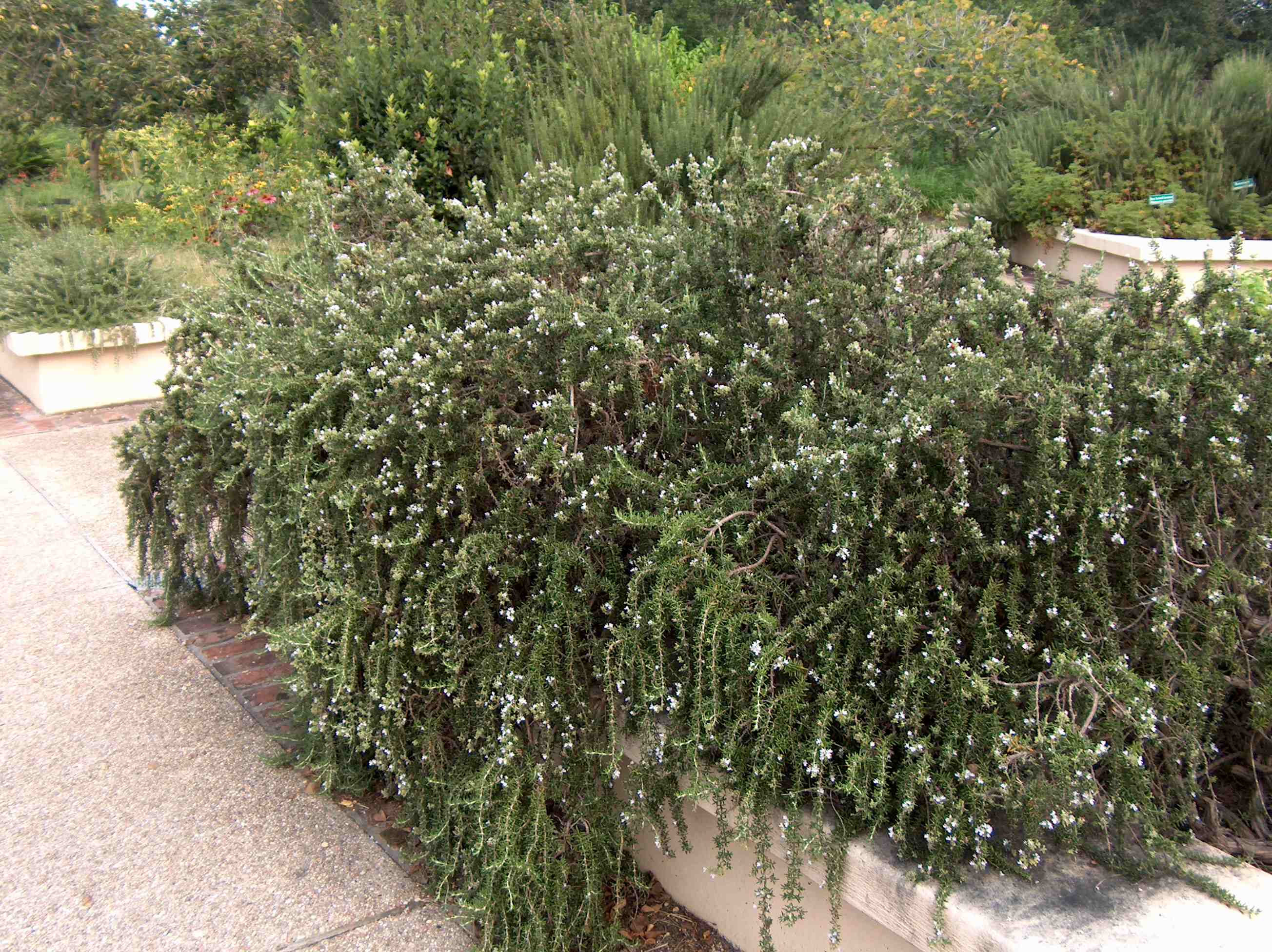 Rosmarinus officinalis 'Prostratus' / Creeping Rosemary