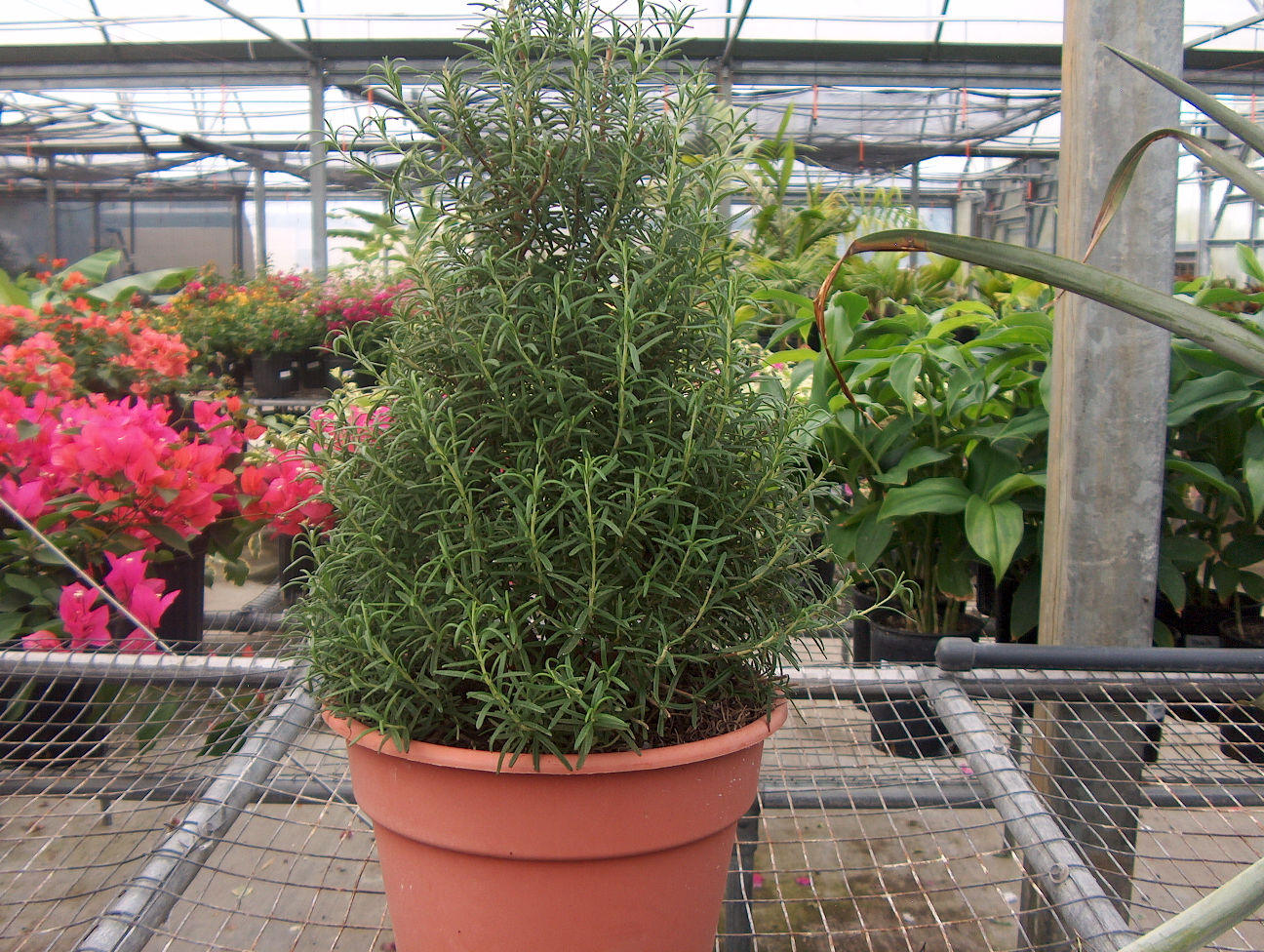 Rosmarinus officinalis ‘Blue Spire’  / Rosmarinus officinalis ‘Blue Spire’ 