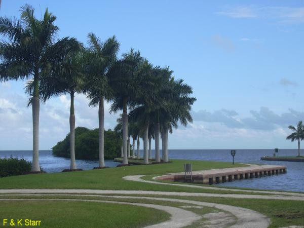 Roystonea regia / Royal Palm