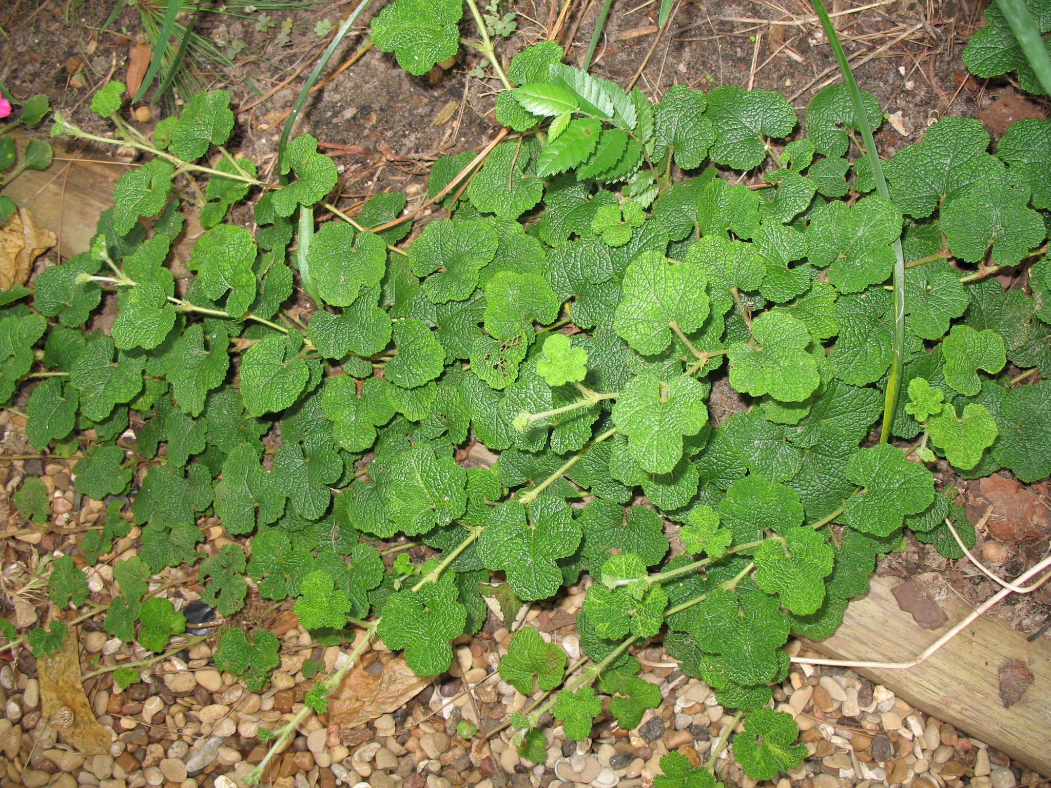 Rubus calcynoides  / Creeping Raspberry