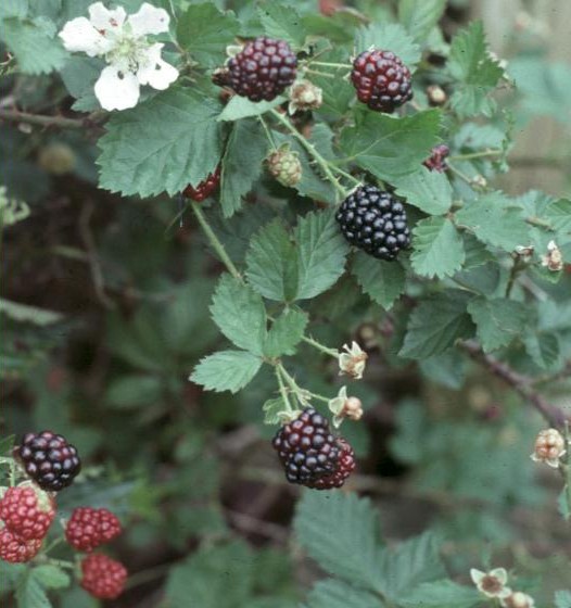 Rubus species / Blackberry