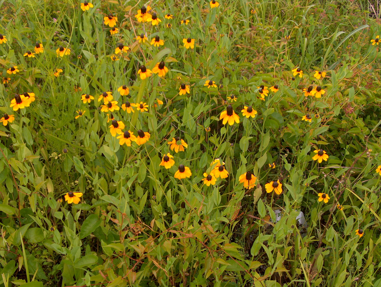 Rudbeckia amplexicaulis / Clasping Leaf Cone Flower