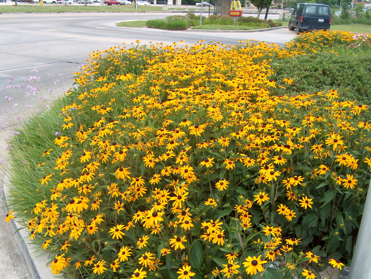Rudbeckia fulgida var. sullivantii 'Goldstrum' / Rudbeckia fulgida var. sullivantii 'Goldstrum'