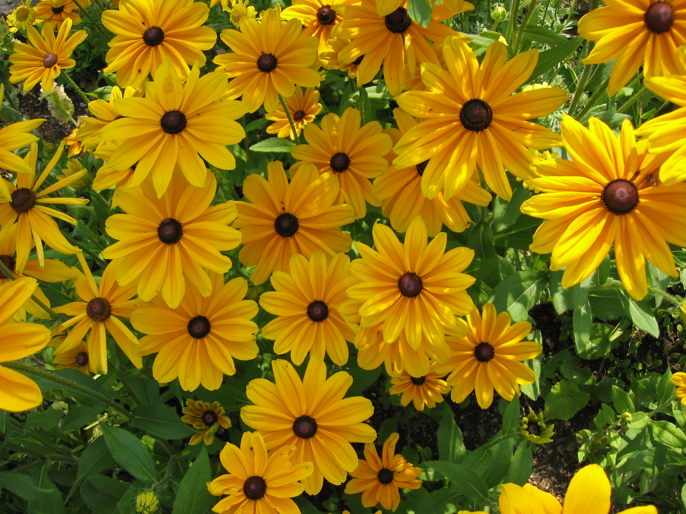 Rudbeckia hirta 'Prairie Sun'  / Prairie Sun Rudbeckia