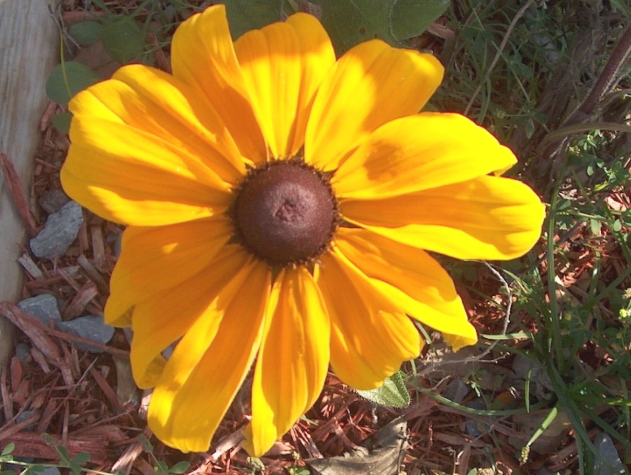 Rudbeckia hirta  / Rudbeckia hirta 