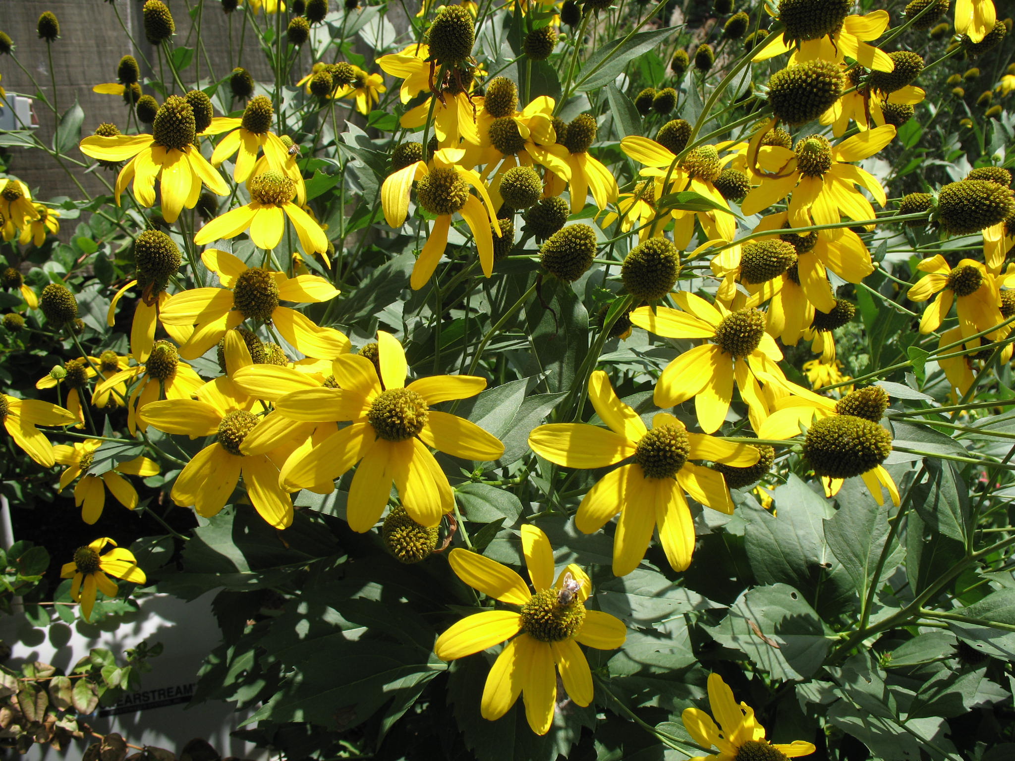 Rudbeckia laciniata 'Herbstonne'  / Rudbeckia laciniata 'Herbstonne' 