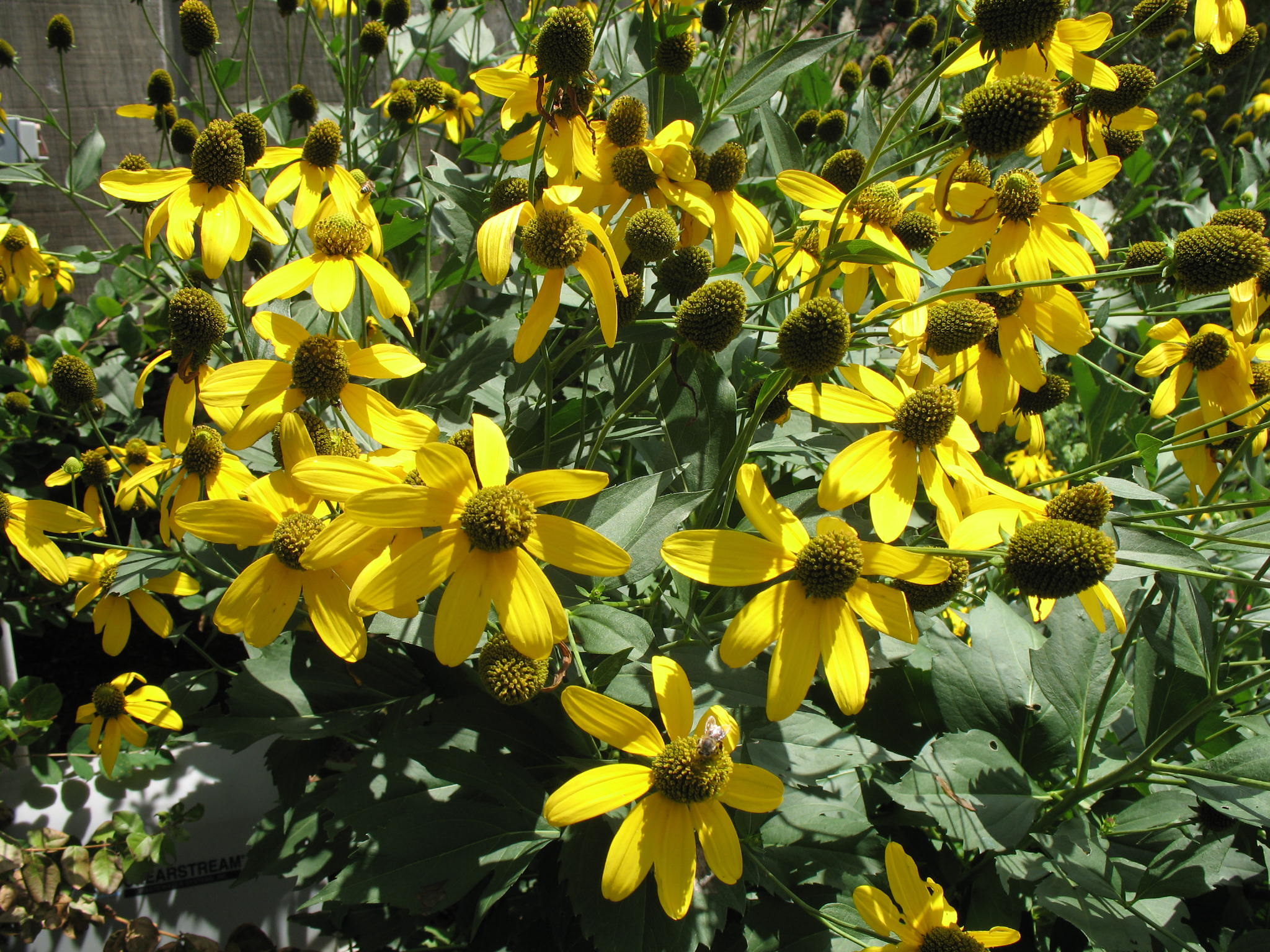 Rudbeckia laciniata 'Herbstonne'  / Herbstonne Coneflower