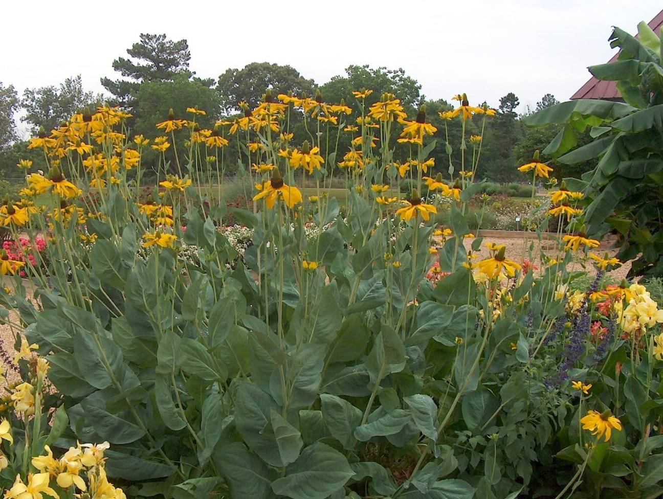 Rudbeckia maxima  / Swamp Coneflower