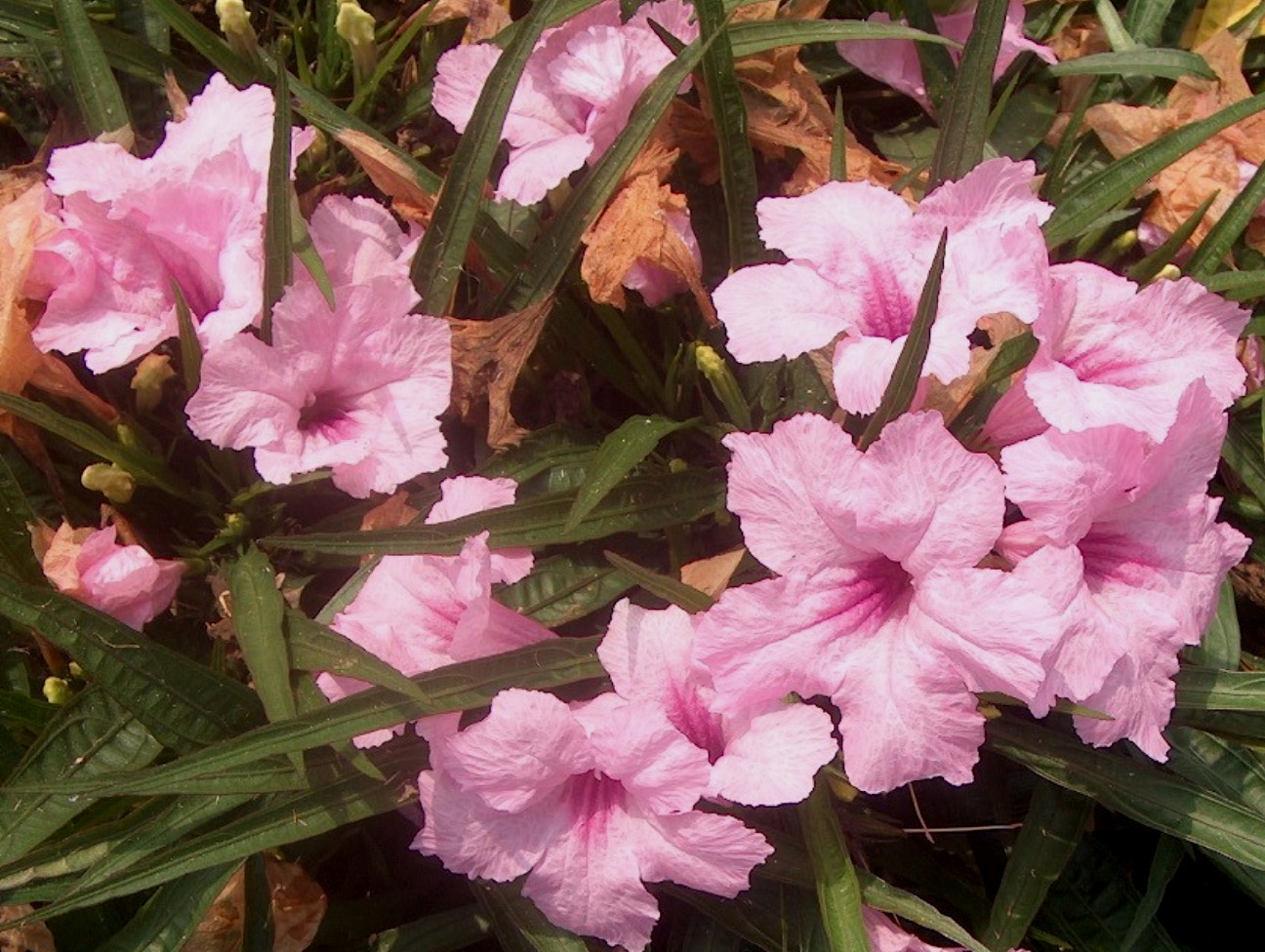 Ruellia brittoniana 'Chi Chi' / Ruellia brittoniana 'Chi Chi'