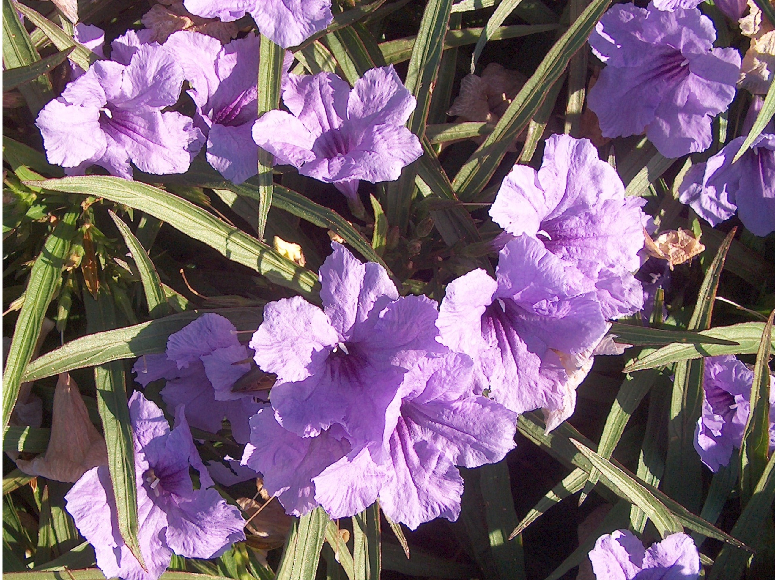 Ruellia brittoniana 'Katie'  / Katie Ruellia