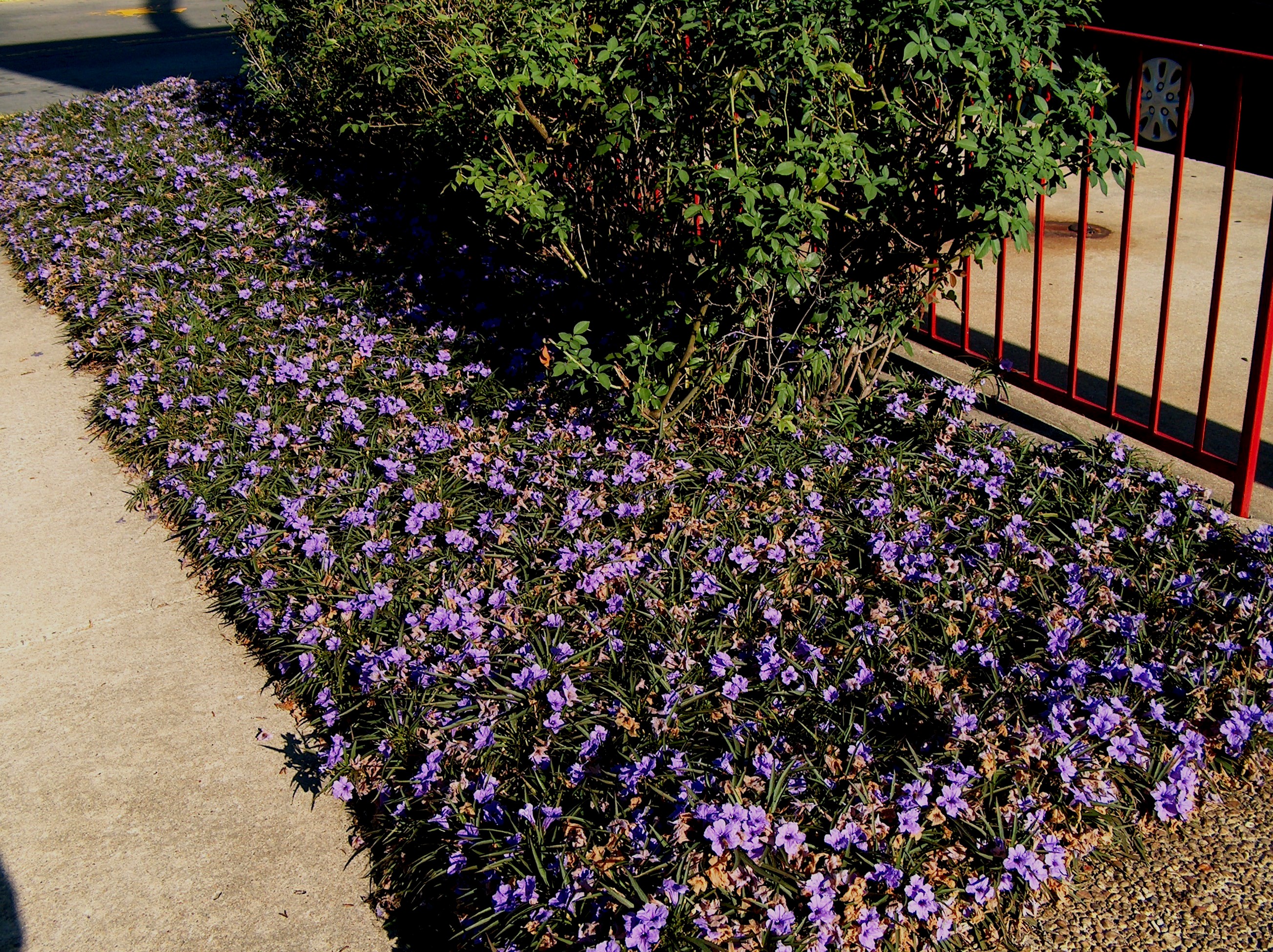 Ruellia brittoniana  / Desert Petunia