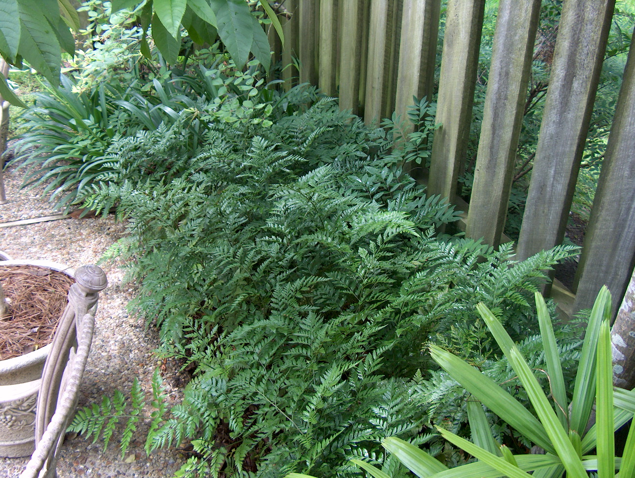 Rumohra adiantiformis / Leatherleaf Fern