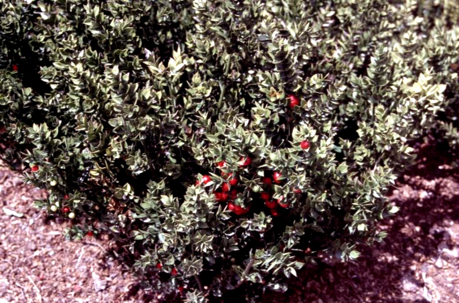 Ruscus aculeatus 'Sparkler'  / Sparkle Ruscus