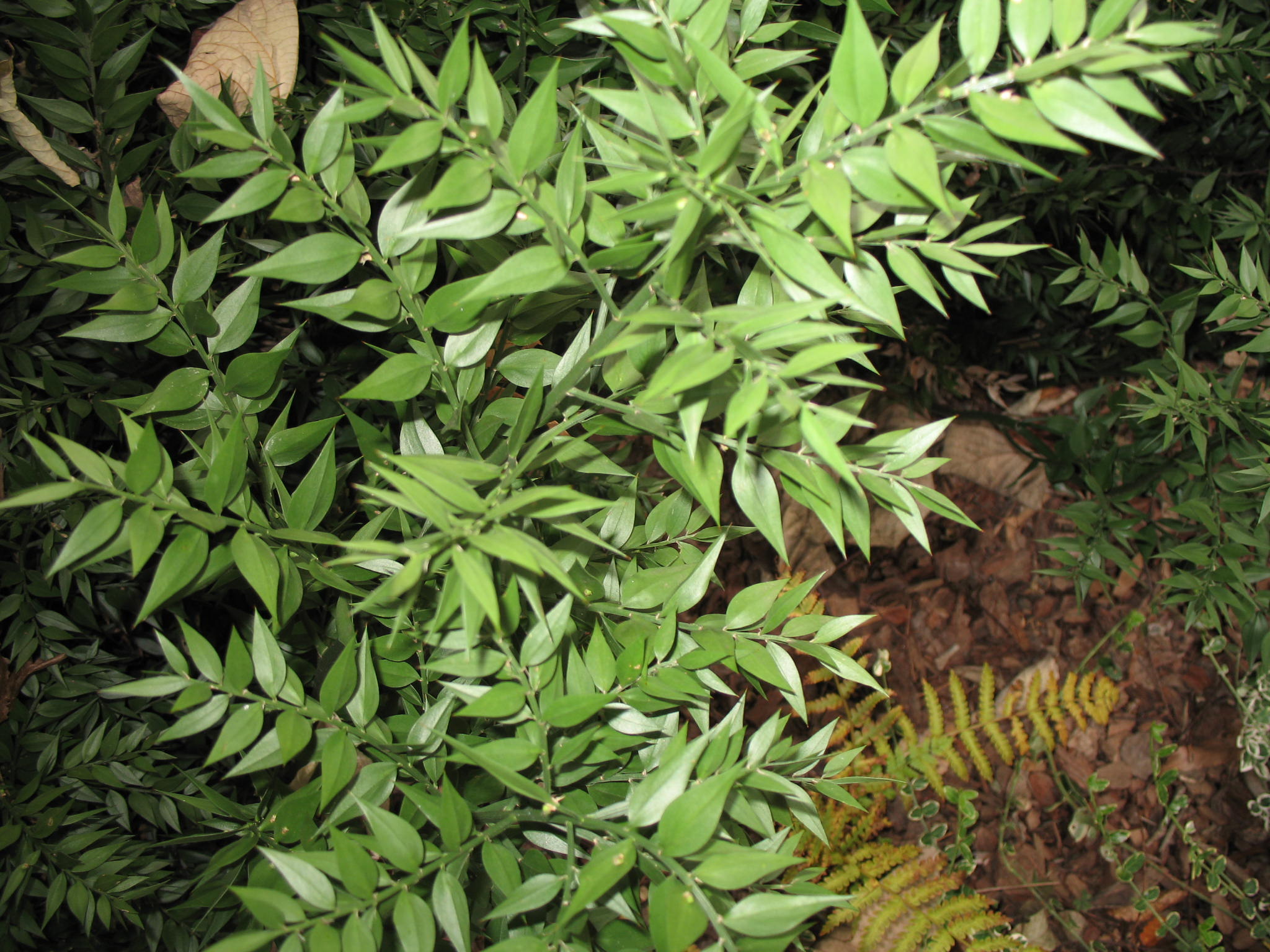 Ruscus aculeatus / Ruscus aculeatus