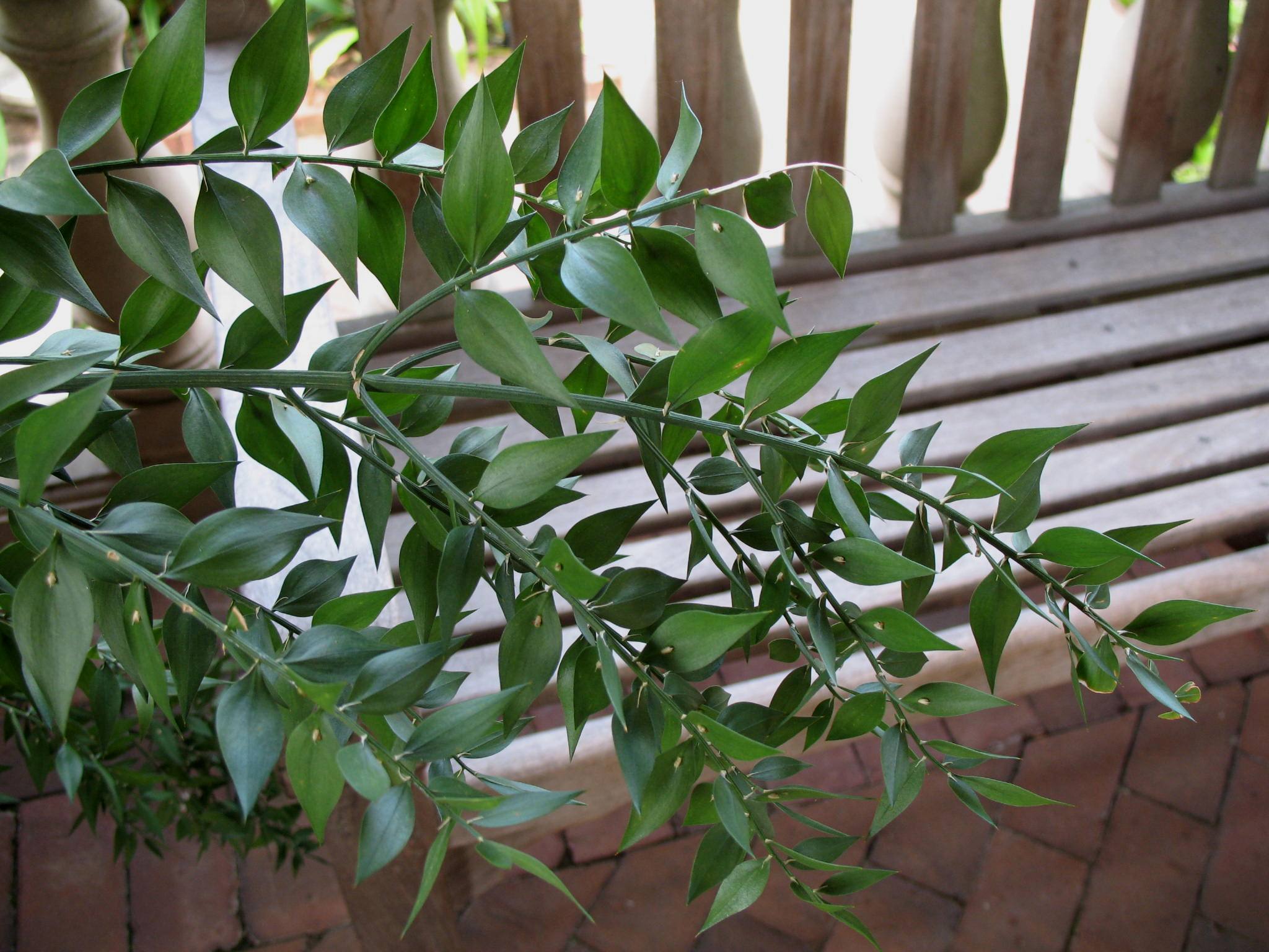 Ruscus hypoglossum  / Spineless Butcher's Broom