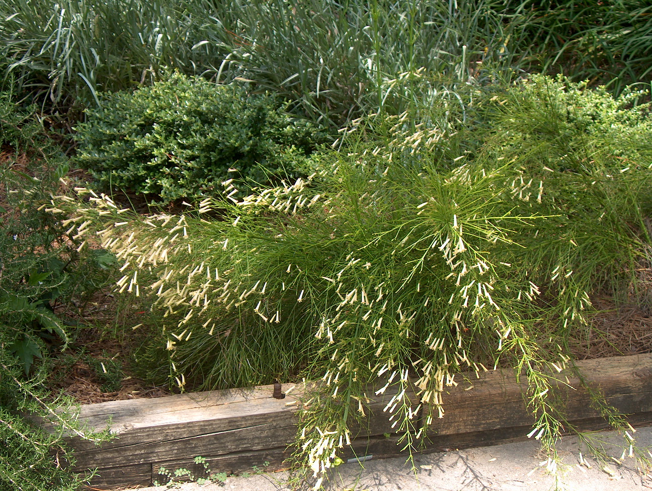 Russelia equisetiformis 'Aurea'  / White Fountain Plant