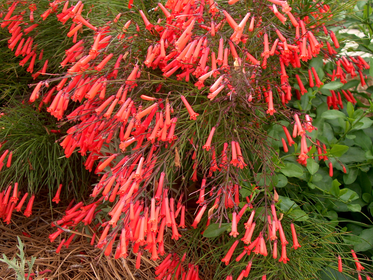 Russelia equisetiformis / Fountain Plant