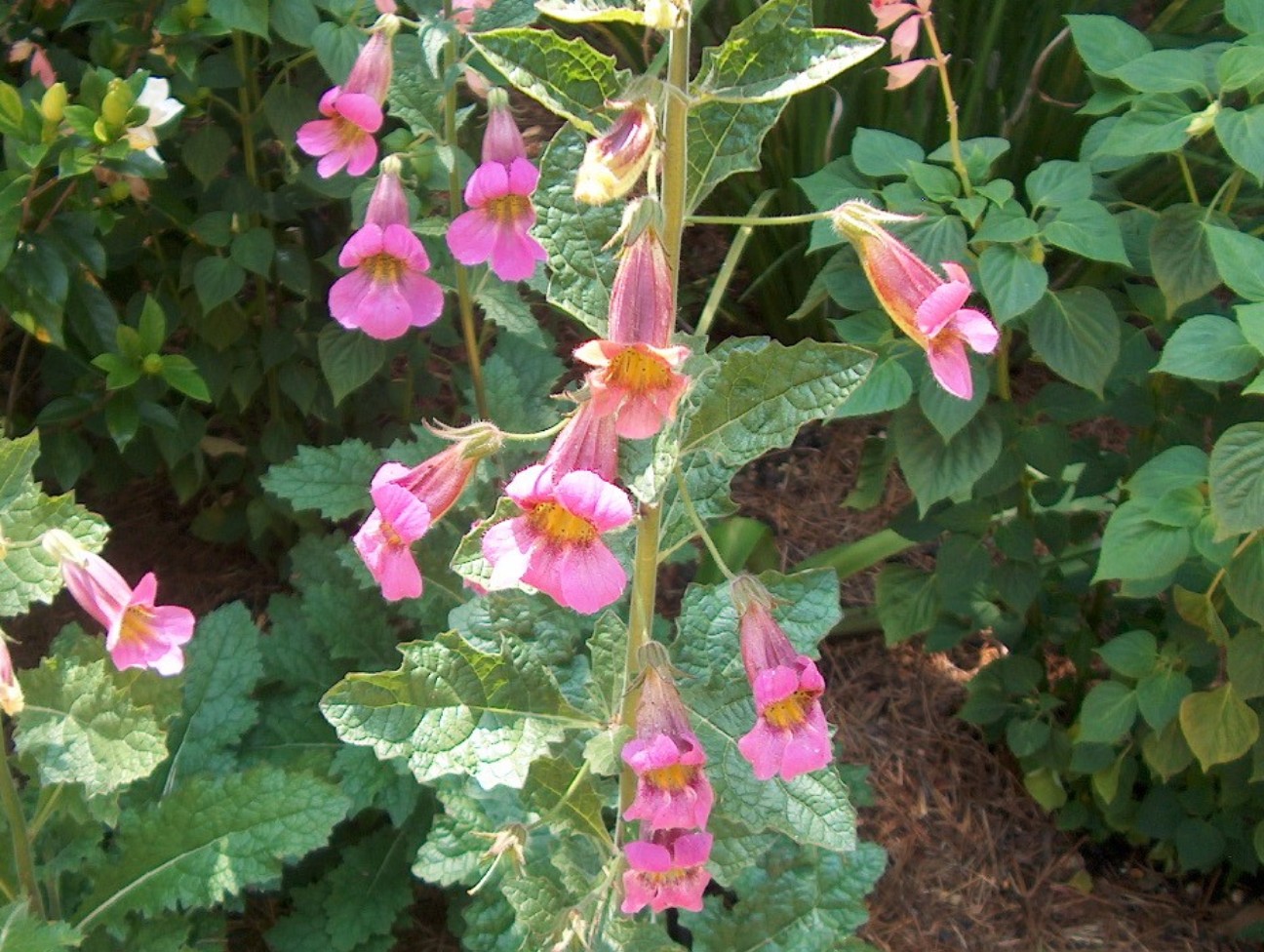 Rehmannia elata / Rehmannia elata