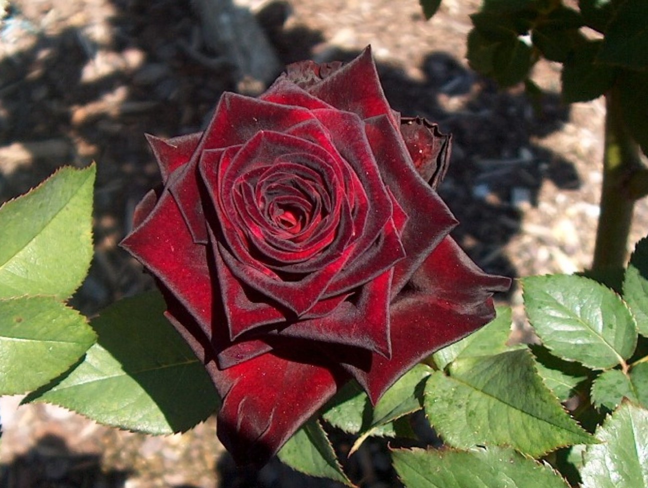 Rosa 'Black Bacara' / Rosa 'Black Bacara'