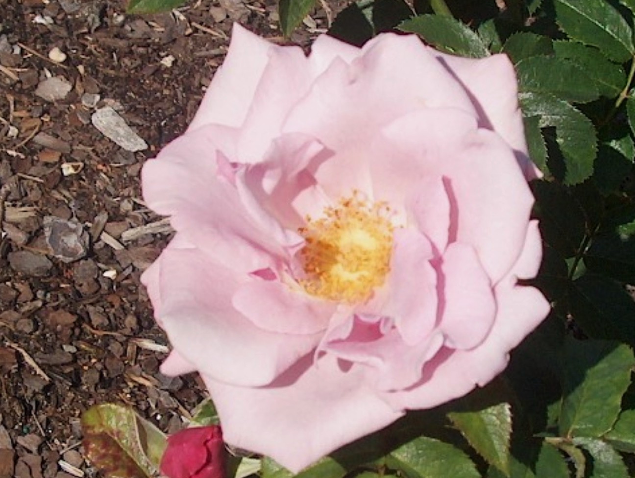 Rosa 'Blueberry Hill' / Rosa 'Blueberry Hill'